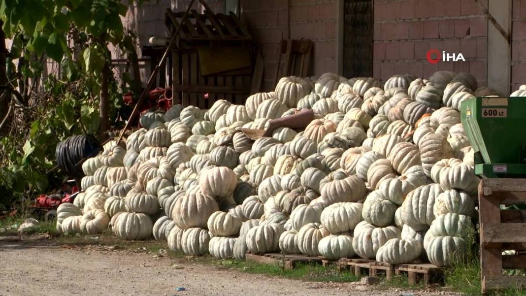 O ilimizde yetişiyor: Almanlar ve İtalyanlar kapış kapış alıyor! Çorba, lokum, marmelat, reçel yapılıyor 16